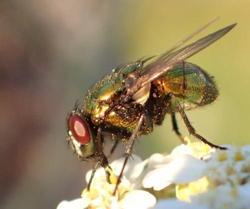 Réf. 238 523 : Neomyia cornicina